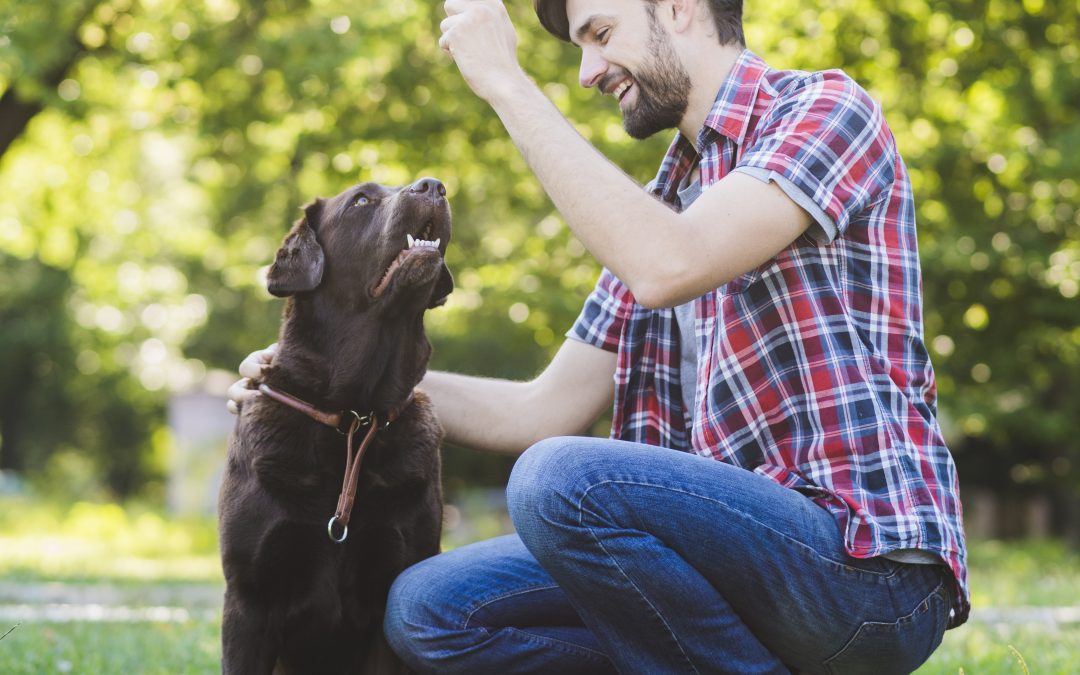 Dog Trainer Secrets for Better Obedience