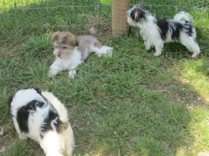 Dog obedience training