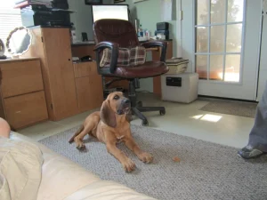 shelmar kennels dog training