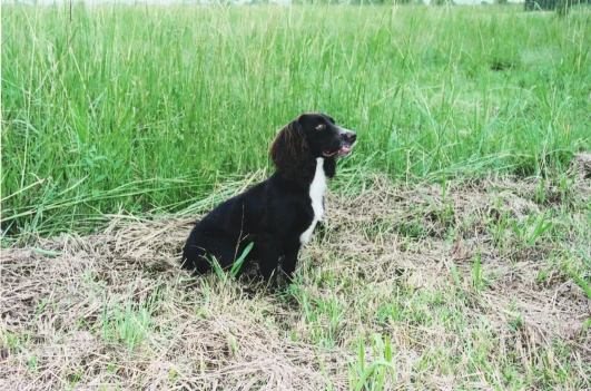 How to Find a Trusted Dog Trainer | Expert Tips