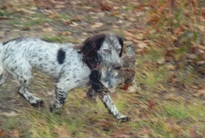 Martin bell dog trainer