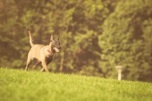 dog training katy tx