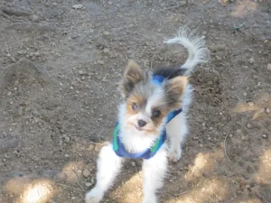 puppy training Houston