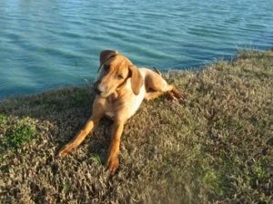 board and train houston