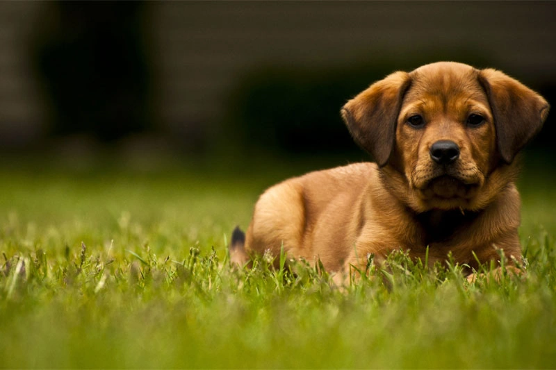 Dog Trainer Advice for Stubborn Puppies