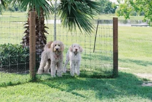 houston Dog Training