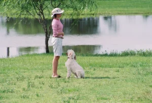 dog training Katy, TX