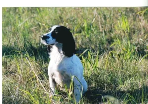 Houston dog training experts