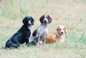 Dog Kennels