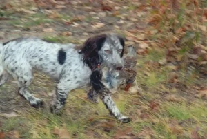 dog training tx
